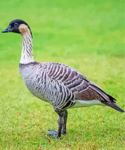 Nene Bird Diamond Painting
