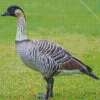 Nene Bird Diamond Painting