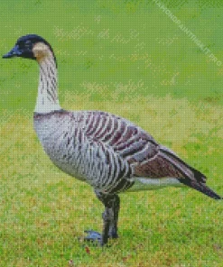 Nene Bird Diamond Painting
