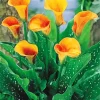 Orange Calla Lily Diamond Painting