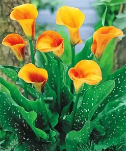 Orange Calla Lily Diamond Painting