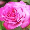 Pink Heirloom Rose Diamond Painting