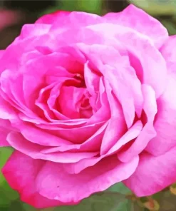 Pink Heirloom Rose Diamond Painting