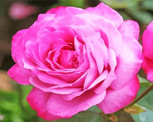 Pink Heirloom Rose Diamond Painting