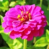 Purple Zinnia Flower Diamond Painting