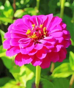 Purple Zinnia Flower Diamond Painting