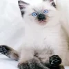 Ragdoll Kitten Diamond Painting