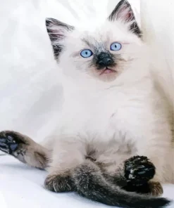 Ragdoll Kitten Diamond Painting