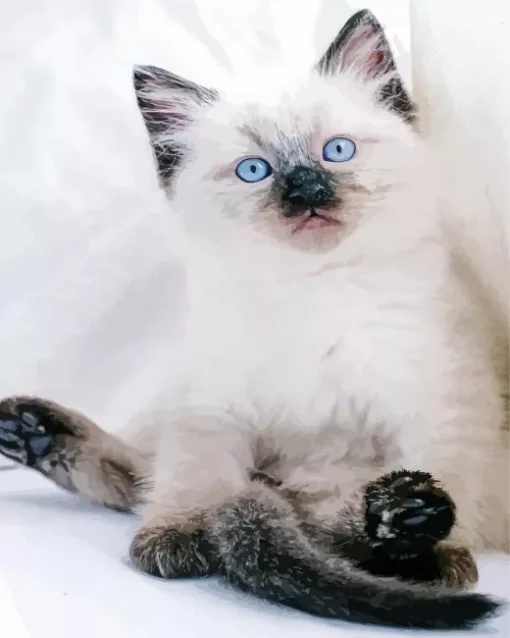 Ragdoll Kitten Diamond Painting