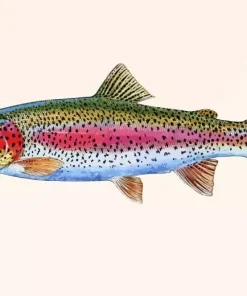 Rainbow Trout Fish Diamond Painting