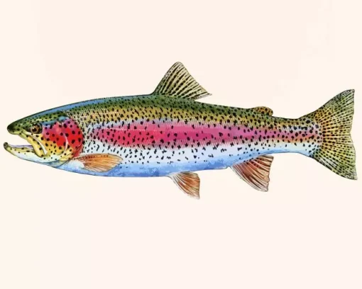Rainbow Trout Fish Diamond Painting