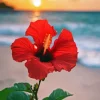 Red Flower On The Beach Diamond Painting