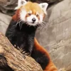 Red Panda Diamond Painting