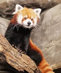 Red Panda Diamond Painting
