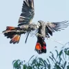 Red Tailed Black Cockatoo Diamond Painting