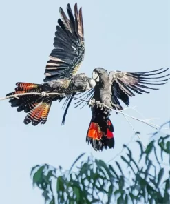 Red Tailed Black Cockatoo Diamond Painting