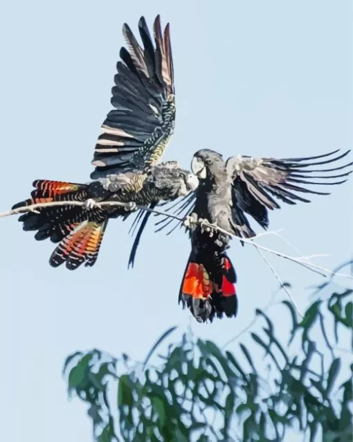Red Tailed Black Cockatoo Diamond Painting