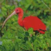 Scarlet Ibis Bird Diamond Painting