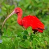 Scarlet Ibis Bird Diamond Painting
