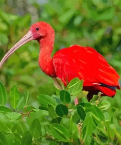 Scarlet Ibis Bird Diamond Painting