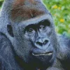 Silverback Gorilla Diamond Painting