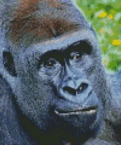 Silverback Gorilla Diamond Painting