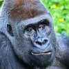 Silverback Gorilla Diamond Painting