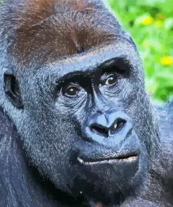 Silverback Gorilla Diamond Painting