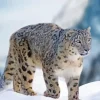 Snow Leopard Diamond Painting