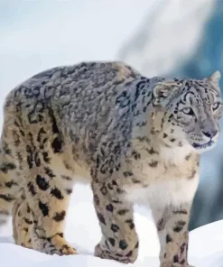 Snow Leopard Diamond Painting