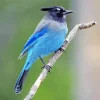 Stellers Jay Bird Diamond Painting