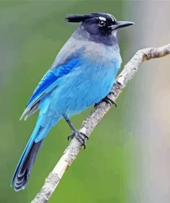 Stellers Jay Bird Diamond Painting