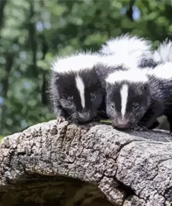 Striped Skunks Diamond Painting