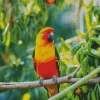 Sun Conure Bird Diamond Painting