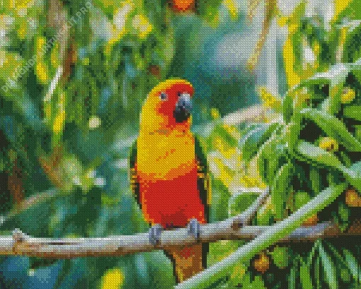 Sun Conure Bird Diamond Painting