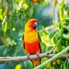 Sun Conure Bird Diamond Painting