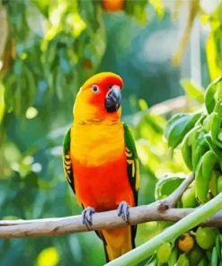 Sun Conure Bird Diamond Painting