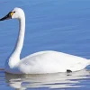 Tundra Swan Diamond Painting