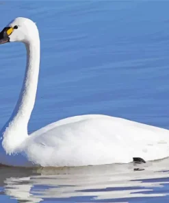 Tundra Swan Diamond Painting