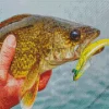 Walleye Fish Diamond Painting