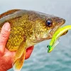 Walleye Fish Diamond Painting