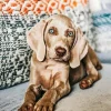Weimaraner Puppy Diamond Painting