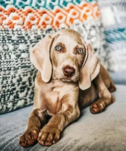 Weimaraner Puppy Diamond Painting
