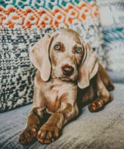 Weimaraner Puppy Diamond Painting