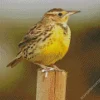 Western Meadowlark Diamond Painting
