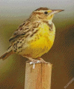 Western Meadowlark Diamond Painting