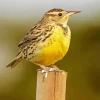 Western Meadowlark Diamond Painting