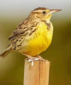 Western Meadowlark Diamond Painting