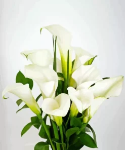White Calla Lilies Diamond Painting