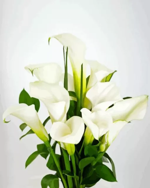 White Calla Lilies Diamond Painting